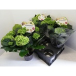 Hydrangea macrophylla rembrandt vibrant verde 15cm