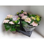 Hydrangea Hortensia macr rembrandt elegant rosa 15cm