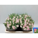 Tulp Pink Delight