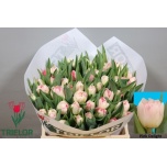Tulp do Pink Delight