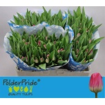Tulp si Pink Stone