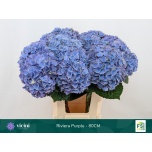 Hydrangea Hortensia My Riviera 80cm*5