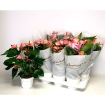 Anthurium Flamingolill Mystique 17cm