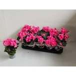 Begonia Begoonia Adonia Pink 9cm