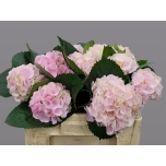 Hydrangea Hortensia My Pinktouch 50cm*5