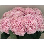 Hydrangea Hortensia  My Beautiful Pinktouch 80cm*5