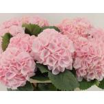 Hydrangea Hortensia My Pinktouch 80cm*5