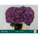 Hydrangea Hortensia My Inferno 80cm*5