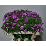 Dianthus Nelk BR Barcelo Purple 50cm*10