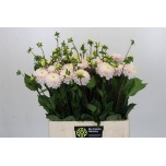 Dahlia Daalia Light Wizard 60cm