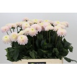 Dahlia Daalia Light Wizard 60cm