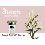 Lilium Liilia AS Must See 80cm