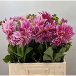 Dahlia Daalia Cafe Au Lait Royal 60cm
