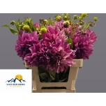 Dahlia Daalia Cafe Au Lait Royal 70cm
