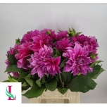 Dahlia Daalia Cafe Lait Rose/Pink 45cm