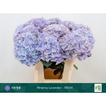 Hydrangea Hortensia My Minerva 80cm*5