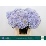 Hydrangea Hortensia My Minerva 80cm*5