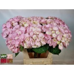 Hydrangea Hortensia Sakura 80cm