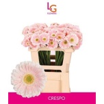Gerbera MINI Crespo*20