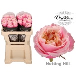 Roos 50cm Notting Hill