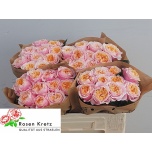 Roos 50cm Notting Hill