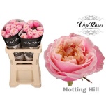 Roos 60cm Notting Hill