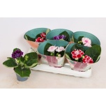 Sinningia brocade mix 12cm