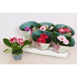 Sinningia brocade mix 12cm