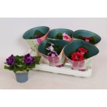 Sinningia brocade mix 12cm