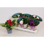 Sinningia brocade mix 12cm
