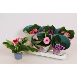 Sinningia brocade mix 12cm
