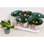 Sinningia brocade mix 12cm