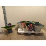 Sinningia brocade mix 12cm