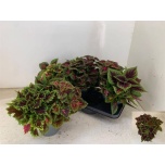Plectranthus Ilunõges cole 3 mixed in pot 17cm