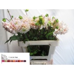 Dahlia Daalia Sweet Nathalie 55cm