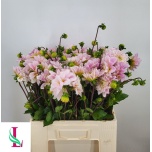 Dahlia Daalia Sweet Nathalie 55cm
