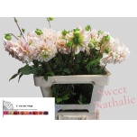 Dahlia Daalia Sweet Nathalie 55cm