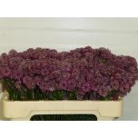 Astrantia Tähtputk Lars 50cm