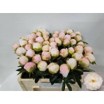 Paeonia Pojeng White Grace 50cm