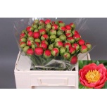 Paeonia Pojeng Coral Magic 50cm