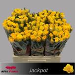 Roos 60cm Jackpot (Afriflora)