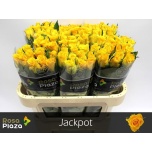 Roos 70cm Jackpot (Afriflora)