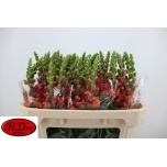 Antirrhinum Lõvilõug Avignon D Orange 70cm