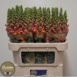 Antirrhinum Lõvilõug Avignon D Orange 80cm