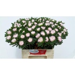 Callistephus Aedaster Jules Pink 45cm
