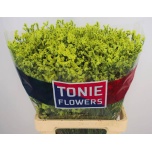 Limonium Parkjuur V Pineapple Diamond 60-65cm
