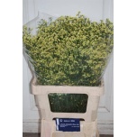 Limonium Parkjuur V Pineapple Diamond 65cm