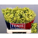Limonium Parkjuur V Pineapple Diamond 65cm