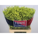 Limonium Parkjuur V Pineapple Diamond 65cm
