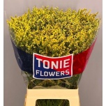 Limonium Parkjuur V Pineapple Diamond 65cm